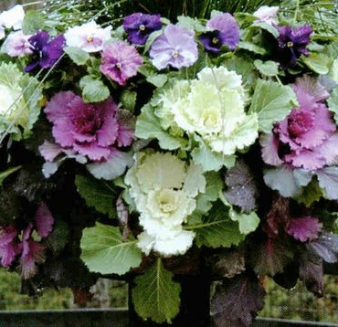 10 Winter Hanging Basket Ideas for an Evergreen Look 2
