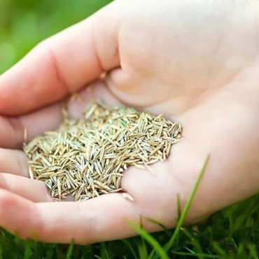 best Time to Sow Grass Seeds