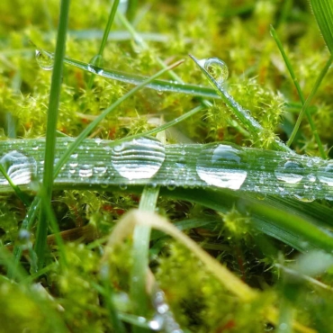 get rid of moss in lawn