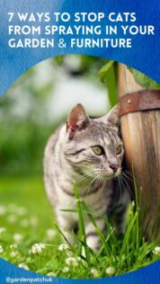 7 WAYS TO STOP CATS FROM SPRAYING IN YOUR GARDEN & FURNITURE