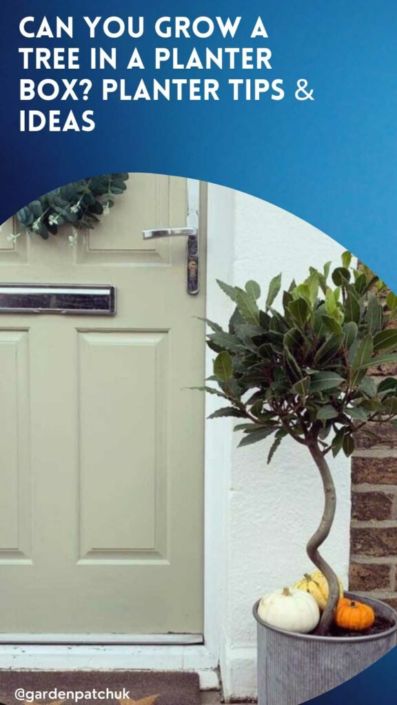 CAN YOU GROW A TREE IN A PLANTER BOX PLANTER TIPS & IDEAS-min