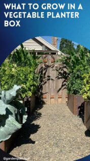 WHAT TO GROW IN A VEGETABLE PLANTER BOX-min