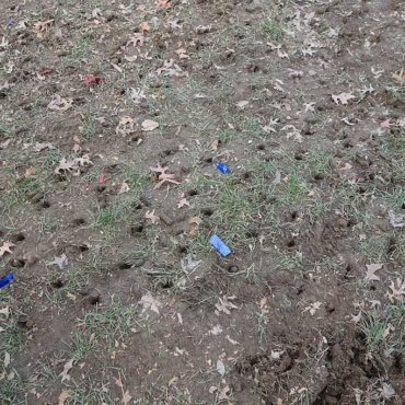 small holes in lawn overnight