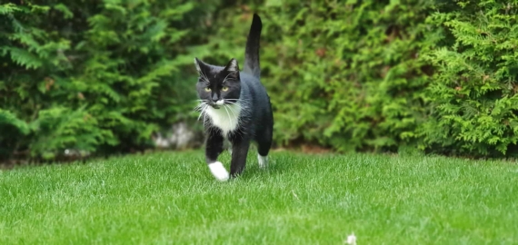cat walking on green lawn