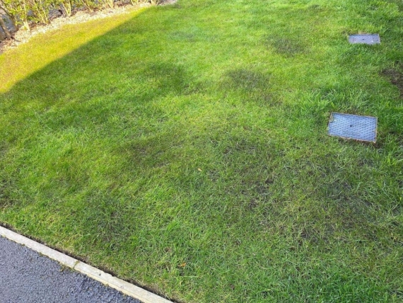 areas of iron damage on a lawn