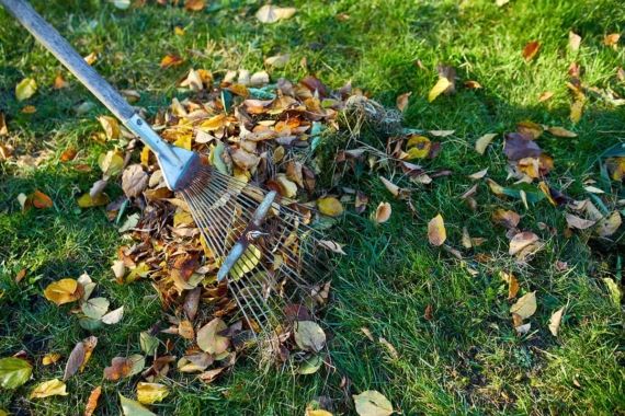 Autumn Lawn Care: 9 Grass Treatments in the Correct Order 1
