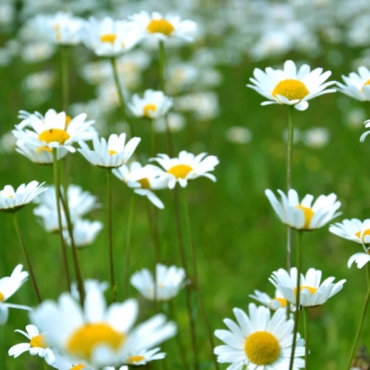 daisy flowers on grass