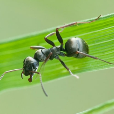 formica-fusca-common-black-wood-ant