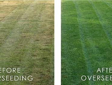 overseeding before after