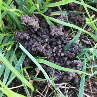 worm poop grass