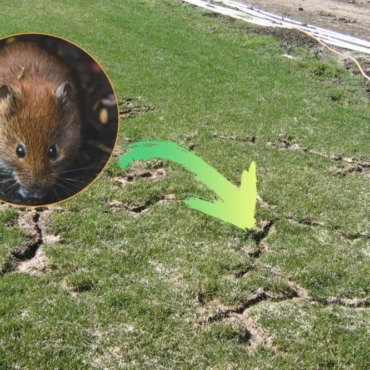 voles-on-lawn