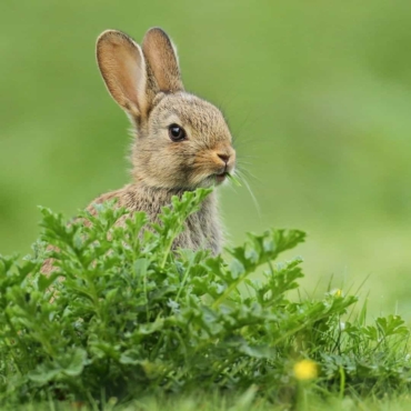 rabbit grazing