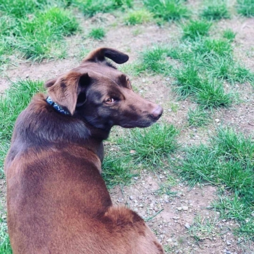 dog urine spots on lawn