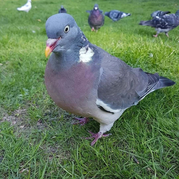 wood pigeons on the lawn