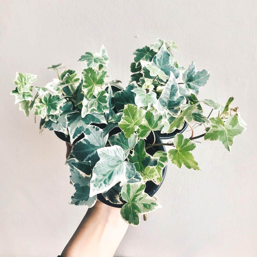 9 Best trailing plants for evergreen winter hanging baskets 29