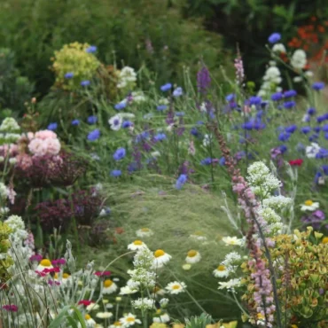 What to do in the Garden in June – 22 Gardening Jobs to do Now